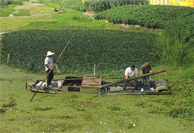 兴化市新垛镇丰乐村：高温下的“河湖卫士”