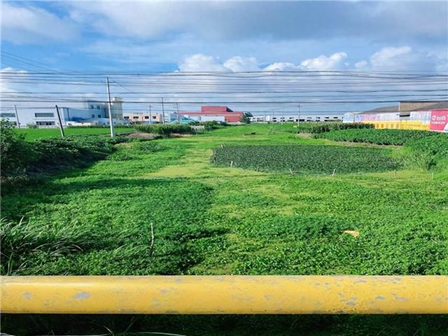 兴化市新垛镇丰乐村：清剿水葫芦，护佑水清
