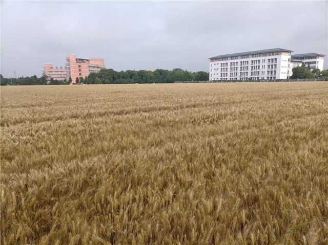 兴化戴南镇14万多亩小麦丰收在望