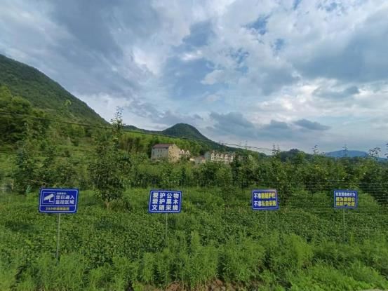 安徽省太湖县北中镇浮坵村：枝头硕果飘香 梨园采摘正当时